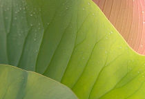 Lorem ipsum, or lipsum as it is sometimes known, is dummy text used in laying out print, graphic or web designs